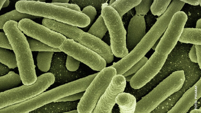foto legionella