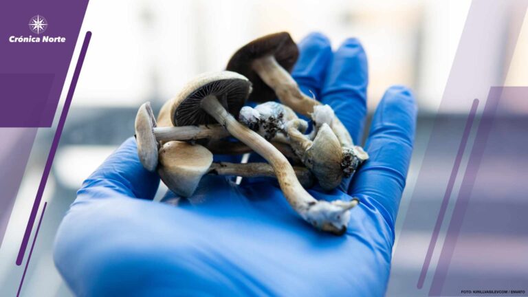 psilocybin mushrooms lying in male hands in blue medical gloves