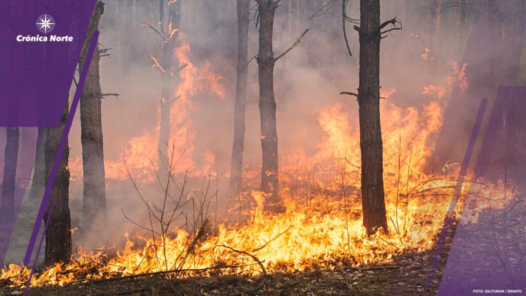 Development of forest fire