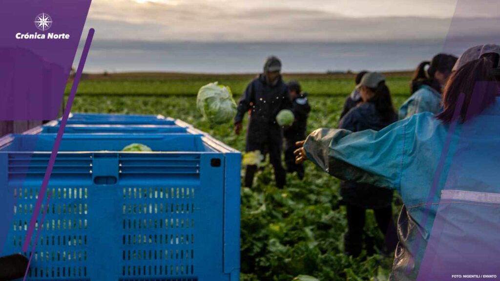 Group of People Harvesting Lettuce in a Farmland. Farm Workers