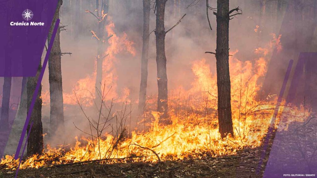 Development of forest fire