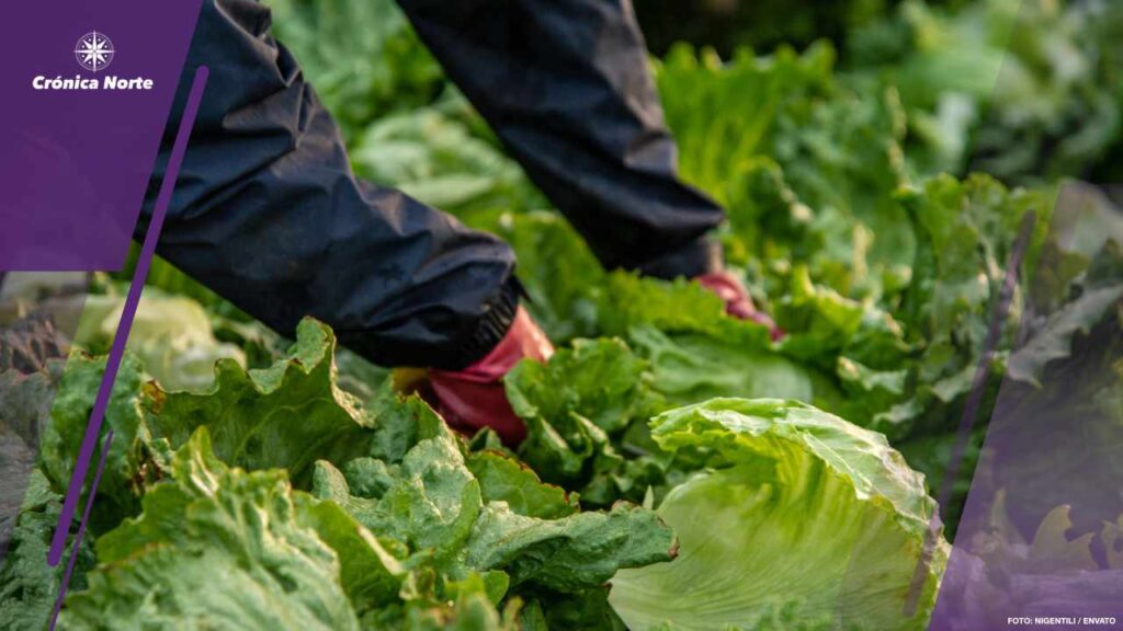 Hands Picking a Lettuce from Garden Bed